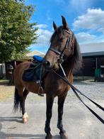 Pony te koop, Dieren en Toebehoren, Ophalen