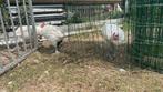 Raszuivere poule de Bresse hanen, Dieren en Toebehoren, Pluimvee