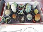 planten, Tuin en Terras, Planten | Tuinplanten, Overige soorten, Volle zon, Vaste plant, Ophalen of Verzenden
