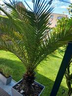 palmboom in pot, Tuin en Terras, Ophalen