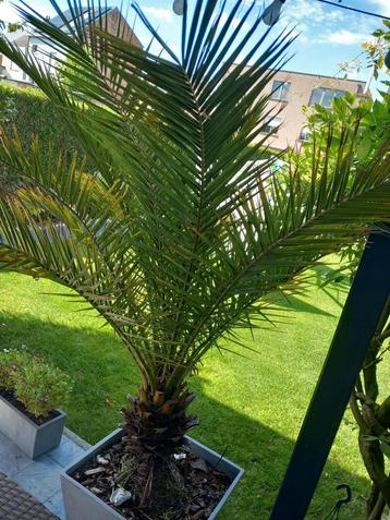 palmboom in pot, Enlèvement