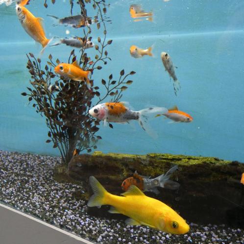 Koudwatervissen, verschillende soorten, Dieren en Toebehoren, Vissen | Aquariumvissen, Zoetwatervis, Vis