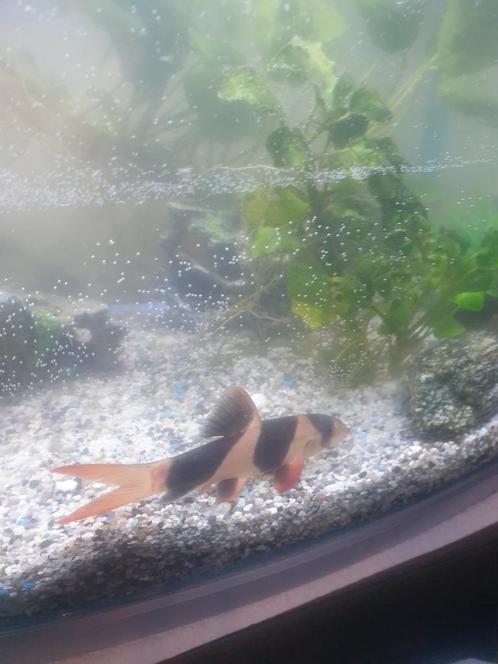 A vendre 2 botias de clown, longueur 8 cm ! !, Animaux & Accessoires, Poissons | Poissons d'aquarium