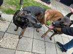 Mechelse herder pups met nvbk stamboom., Dieren en Toebehoren, België, Fokker | Hobbymatig, CDV (hondenziekte), 8 tot 15 weken