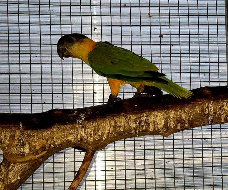 Caique tete noir, Animaux & Accessoires, Oiseaux | Perruches & Perroquets, Femelle