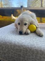 Golden retriever, Dieren en Toebehoren, Golden retriever, België, Parvo, Particulier