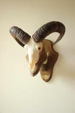 Taxidermie Moeflon gewei / schedel, Collections, Collections Animaux, Enlèvement ou Envoi, Utilisé, Autres, Bois ou Tête