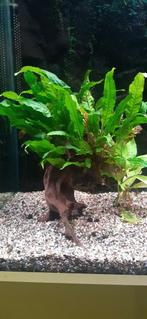 Plante aquarium., Animaux & Accessoires, Enlèvement