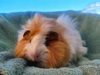 Cavia zeugjes, Dieren en Toebehoren, Knaagdieren, Cavia