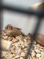 3 bruine zebravink poppen