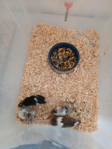Kleurmuizen, Dieren en Toebehoren, Knaagdieren