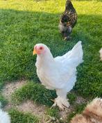 Jonge Volwitte Brahma haan, Mannelijk, Kip