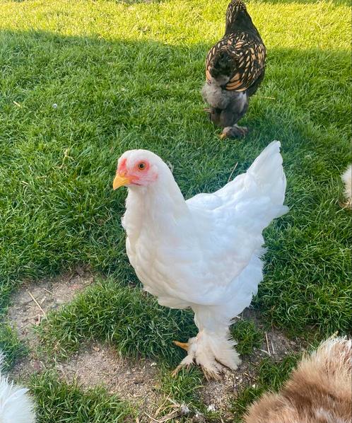 Jonge Volwitte Brahma haan, Dieren en Toebehoren, Pluimvee, Kip, Mannelijk