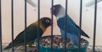 vogels, Dieren en Toebehoren, Dwergpapegaai of Agapornis, Geringd
