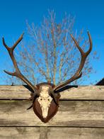 Oud Geweien hert op gietijzeren schedel, Ophalen