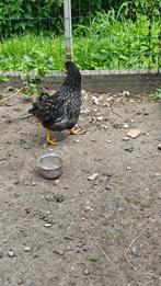 koppel jonge barnevelders, Dieren en Toebehoren, Pluimvee