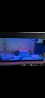 Jewel aquarium 180L met vissen +toebehoren, Enlèvement, Comme neuf