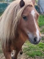 Zeer mooi en brave shetland Pony ( shetlander ) te koop, Dieren en Toebehoren, Ruin, Recreatiepony, Gechipt, 3 tot 6 jaar