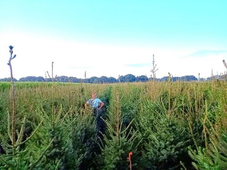 Partij zelf geteelde Picea omorika kerstbomen alle maten !, Tuin en Terras, Planten | Bomen, Ophalen