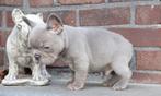 Lilac Frans Bulldog reutje, 8 weekjes, Dieren en Toebehoren, België, Fokker | Hobbymatig, Reu, CDV (hondenziekte)