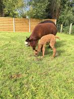 alpaca merrie gezocht, Vrouwelijk