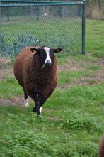 zwartbles ram, Dieren en Toebehoren, Mannelijk, Schaap, 0 tot 2 jaar