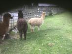 Alpaca, Dieren en Toebehoren
