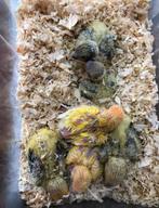Baby dwergpapegaaien, Dieren en Toebehoren, Vogels | Parkieten en Papegaaien, Geslacht onbekend, Dwergpapegaai of Agapornis, Geringd