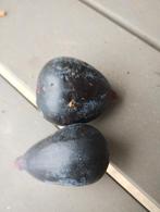 Verse vijgen, Zakelijke goederen, Landbouw | Aardappelen, Groenten, Fruit en Vlees, Ophalen