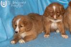 toller pups, beide ouders zijn aanwezig, Dieren en Toebehoren, Honden | Retrievers, Spaniëls en Waterhonden, Parvo, België, Overige rassen