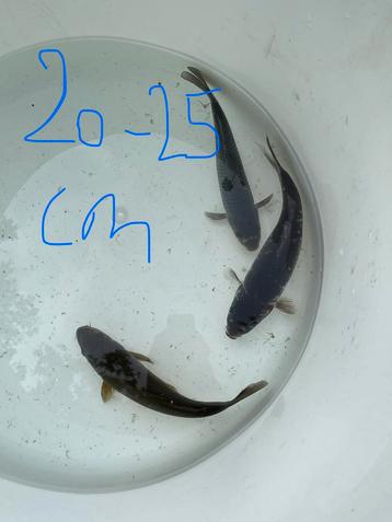 Koi 20-25 cm