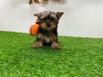 Yorkshire Terrier pups, Dieren en Toebehoren, Honden | Jack Russells en Terriërs, Yorkshire Terriër, België, 8 tot 15 weken, CDV (hondenziekte)
