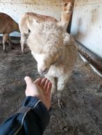 Te koop prachtige alpaca met goede stamboom, Dieren en Toebehoren, Mannelijk