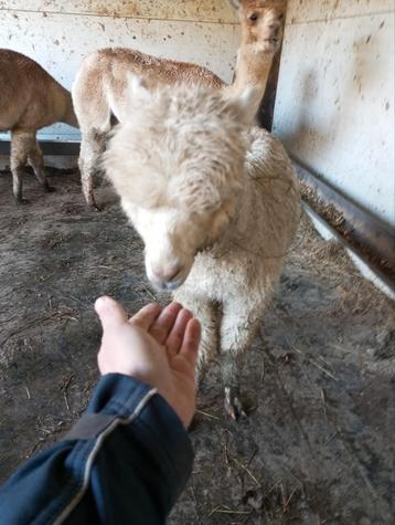 Te koop prachtige alpaca met goede stamboom  beschikbaar voor biedingen