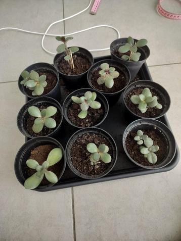 10x Crassula ovata, jadeplant, geldboom, geluksboom