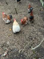 8 hanen, Dieren en Toebehoren