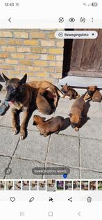 Mechelse Herder Puppy's, Dieren en Toebehoren, Honden | Herdershonden en Veedrijvers, België, Fokker | Hobbymatig, 8 tot 15 weken
