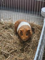 2 Cavia's (vrouwtjes), Cavia, Vrouwelijk, Januari, Tam