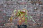 Epimedium x rubrum, Tuin en Terras, Ophalen, Bodembedekkers, Vaste plant, Halfschaduw