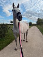 Paard te huur, Dieren en Toebehoren, Merrie
