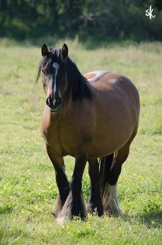 Verschillende Irish Cobs in speciale kleuren te koop, Dieren en Toebehoren, Pony's, Meerdere dieren, Onbeleerd