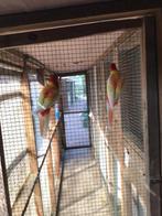 Jonge rozellas te koop, Dieren en Toebehoren, Vogels | Parkieten en Papegaaien, Meerdere dieren