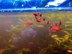 Platy aquariumvissen gratis wegens overpopulatie, Dieren en Toebehoren, Vis, Zoetwatervis, Schoolvis