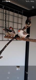 Zebravinken, Dieren en Toebehoren, Vogels | Overige Vogels