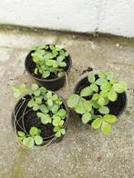 Eetbare snijplant voor aardbeien/wilde aardbeien, Huis en Inrichting, Ophalen
