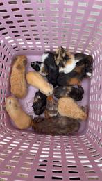 Cavias, Dieren en Toebehoren, Cavia, Juni, Meerdere dieren, Tam