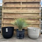 Yucca rostrata!, Tuin en Terras, Schuttingen, Ophalen, Nieuw