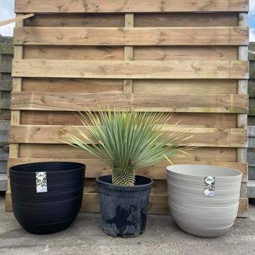 Yucca rostrata!, Tuin en Terras, Ophalen, Nieuw