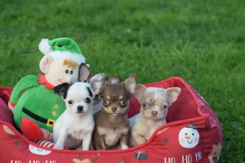 Chihuahua pups klein blijvend beschikbaar voor biedingen