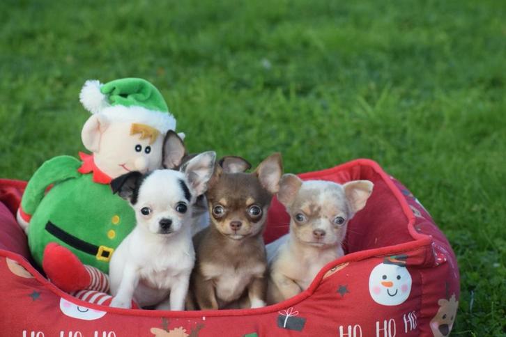 Chiots Chihuahua disponibles immédiatement, Animaux & Accessoires, Chiens | Chihuahuas & Chiens de compagnie, Plusieurs animaux